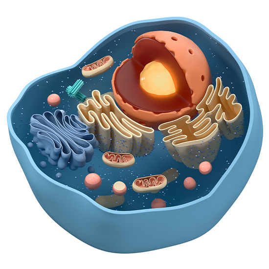 Modell einer eukaryotischen Zelle